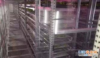 農(nóng)業(yè)照明典范 日本兩大植物工廠規(guī)模與技術(shù)及市場研究